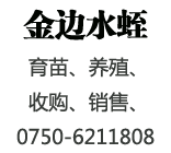 菲牛蛭_宽体金线蛭_江门市金边生物科技